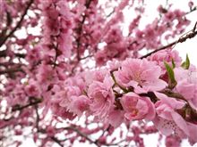 花の色，春の色