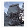 桜咲くソニックシティで…