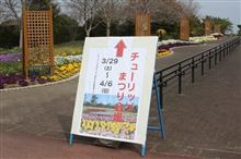 チューリップモサイタ