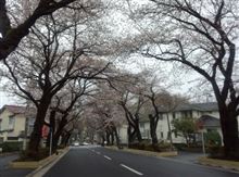 桜のトンネル