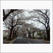 桜のトンネル