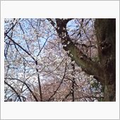 ３月２９日の桜〓