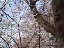 ３月２９日の桜〓