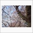 ３月２９日の桜〓