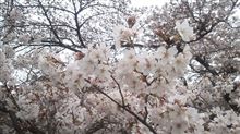 春よ来い、早く来い♪