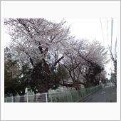 ３月３０日(日)今日の桜〓