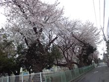 ３月３０日(日)今日の桜〓