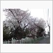 ３月３０日(日)今日の桜〓