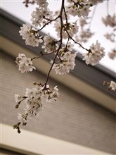 春の香り