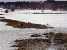 ご無沙汰の気分一新で、北国の春模様を。
