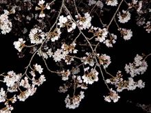 花見の下見（取扱注意情報あり）