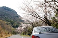 桜だね～♪