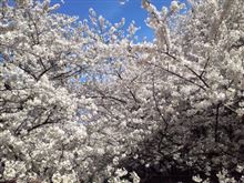 桜 満開で～す♪ ヽ(^o^)丿