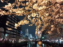 大岡川の夜桜見物♪