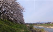入間川の桜