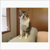 大きくなりました