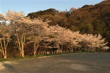 平成 26 年度 根来寺の桜撮影 平成 26 年度 根来寺の桜撮影