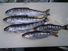 初めてのアマゴ釣り