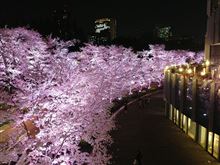 夜桜見物してきました