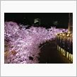 夜桜見物してきました