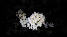 2014年　夜桜・・・・・お花見の下見です♪