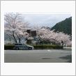 お花探して伊豆半島を西、東！？