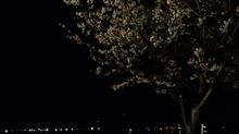 桜!!!!