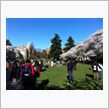 Sakura 2014