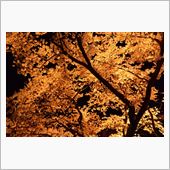 桜を見てきた