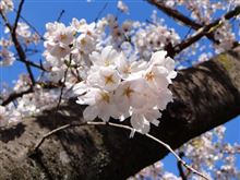 2014年も 例年通り お花見に行って来ました♪ 2014年も 例年通り お花見に行って来ました♪