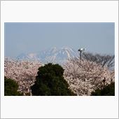 桜を愛でるクルーズとインテ撮 ...