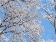 「時の季節」　桜