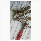 タラの芽