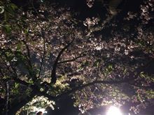 お花見してきた、、、