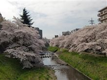 霞川の桜