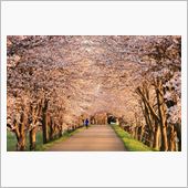 “桜のトンネル” でのお願い ...