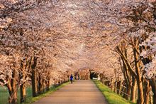“桜のトンネル” でのお願い&lt;m(__)m&gt;