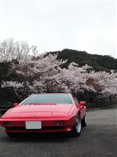 cherry blossom cherry blossom