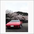cherry blossom
