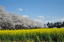 桜と菜の花