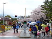 キャンプ座間日米親善桜まつりに行ってきました。 