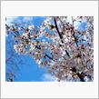 「時の季節」桜２　ＯＬＹＭＰＵＳ「ＳＴＹＬＵＳ１」の実力