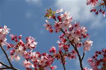 東京の桜　2014　＜上野恩賜公園、アークヒルズ、六本木ヒルズ毛利庭園、東京ミッドタウン　ミッドタウン・ガーデン＞