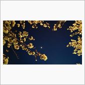 桜咲く…弓時？