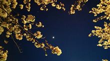 桜咲く…弓時？