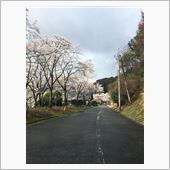 さくら