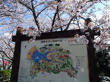 藤枝蓮花寺公園の桜