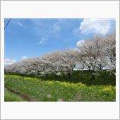 花見