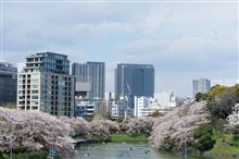 皇居乾通り抜けの桜♪