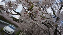 桜とＺ(^^)/